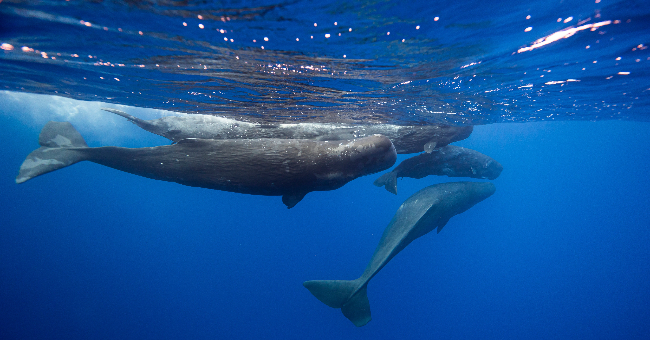 Mais de 90% do habitat das baleias coincide com rotas de grandes navios