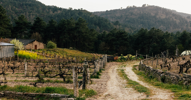 O abastecimento alimentar das cidades e os territórios-rede