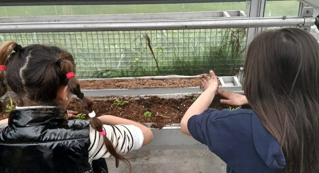 Upfarming: Plantar salsa e rabanetes para colher sorrisos e inclusão