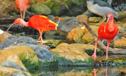 Criado em Portugal o primeiro centro focado na mudança comportamental para a conservação